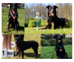 Owczarek francuski beauceron - szczenięta - 2