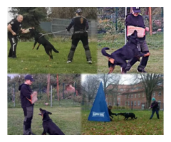 Owczarek francuski beauceron - szczenięta - 3