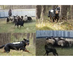 Owczarek francuski beauceron - szczenięta - 4