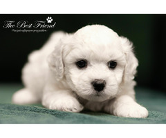 SZCZENIACZKI - Bichon Frise - 1