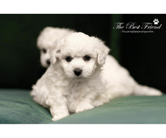 SZCZENIACZKI - Bichon Frise - 2