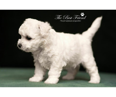 SZCZENIACZKI - Bichon Frise - 3