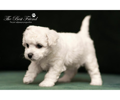 SZCZENIACZKI - Bichon Frise - 4