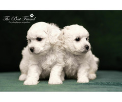 SZCZENIACZKI - Bichon Frise - 5