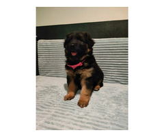 Szczeniaki owczarka niemieckiego długowłosego z rodowodem - 2