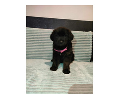 Szczeniaki owczarka niemieckiego długowłosego z rodowodem - 3