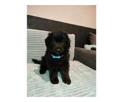 Szczeniaki owczarka niemieckiego długowłosego z rodowodem - 4