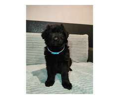 Szczeniaki owczarka niemieckiego długowłosego z rodowodem - 5