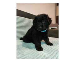 Szczeniaki owczarka niemieckiego długowłosego z rodowodem - 1