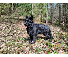 Szczeniaki owczarka niemieckiego długowłosego z rodowodem - 6