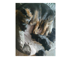 Szczeniaki owczarka niemieckiego długowłosego z rodowodem - 7