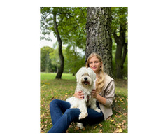 Szkolenie psów / behawiorysta / petsitter / Trener psów / Śląsk - 1