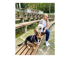 Szkolenie psów / behawiorysta / petsitter / Trener psów / Śląsk - 2