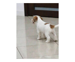 Jack Russell Terrier Zkwp/FCI - 1