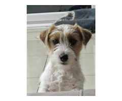 Jack Russell Terrier Zkwp/FCI - 2