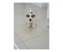 Jack Russell Terrier Zkwp/FCI - 3