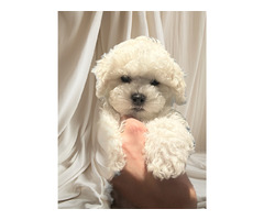 Bichon frise szczeniak/piesek - 1