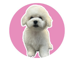 Bichon frise szczeniak/piesek - 2