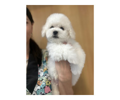 Bichon frise szczeniak/piesek - 3