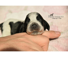 Cocker Spaniel Angielski Sczenięta - 1