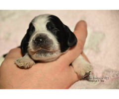 Cocker Spaniel Angielski Sczenięta - 2