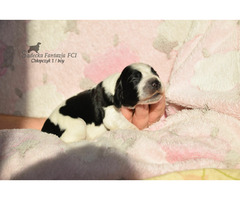 Cocker Spaniel Angielski Sczenięta - 3