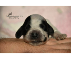 Cocker Spaniel Angielski Sczenięta - 4