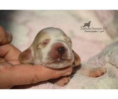 Cocker Spaniel Angielski Sczenięta - 5