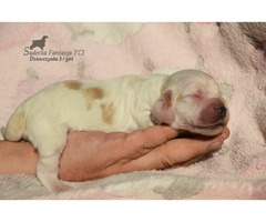 Cocker Spaniel Angielski Sczenięta - 6