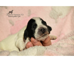 Cocker Spaniel Angielski Sczenięta - 7