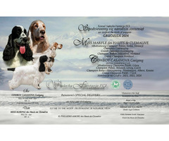 Cocker Spaniel Angielski Sczenięta - 8