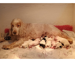 Cocker Spaniel Angielski Sczenięta - 9