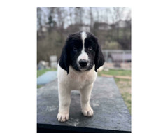 szczenięta rasy Landseer - 1