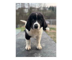 szczenięta rasy Landseer - 2