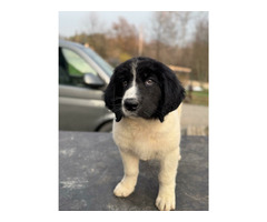 szczenięta rasy Landseer - 3