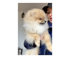 Sprzedam szczeniaki szpic miniaturowy Pomeranian - 1