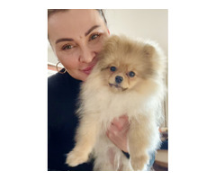 Sprzedam szczeniaki szpic miniaturowy Pomeranian - 2