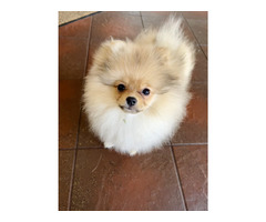 Sprzedam szczeniaki szpic miniaturowy Pomeranian - 5