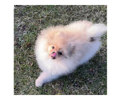 Sprzedam szczeniaki szpic miniaturowy Pomeranian - 6