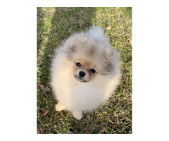 Sprzedam szczeniaki szpic miniaturowy Pomeranian - 7