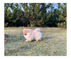 Sprzedam szczeniaki szpic miniaturowy Pomeranian - 8