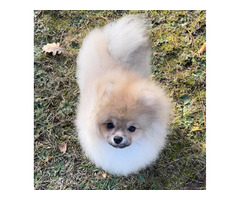 Sprzedam szczeniaki szpic miniaturowy Pomeranian - 9