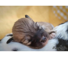 ODIS - szczenięta z rodowodem ZKwP/FCI - 1