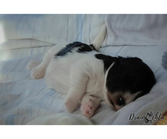 ODIS - szczenięta z rodowodem ZKwP/FCI - 2