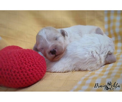 ODIS - szczenięta z rodowodem ZKwP/FCI - 3