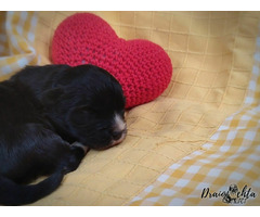 ODIS - szczenięta z rodowodem ZKwP/FCI - 5