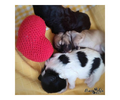 ODIS - szczenięta z rodowodem ZKwP/FCI - 7