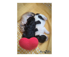 ODIS - szczenięta z rodowodem ZKwP/FCI - 8