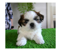 Shih-Tzu Śliczny piesek  z rodowodem ZKwP - 1