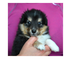 Sheltie , Owczarek Szetlandzki - śliczne suczki z rodowodem FCI - 1